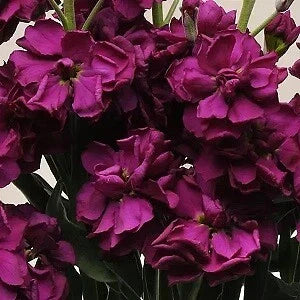 Stock Katz Purple Seeds - 500 Count, Matthiola incana, Purple Annual Flowers for Borders & Containers