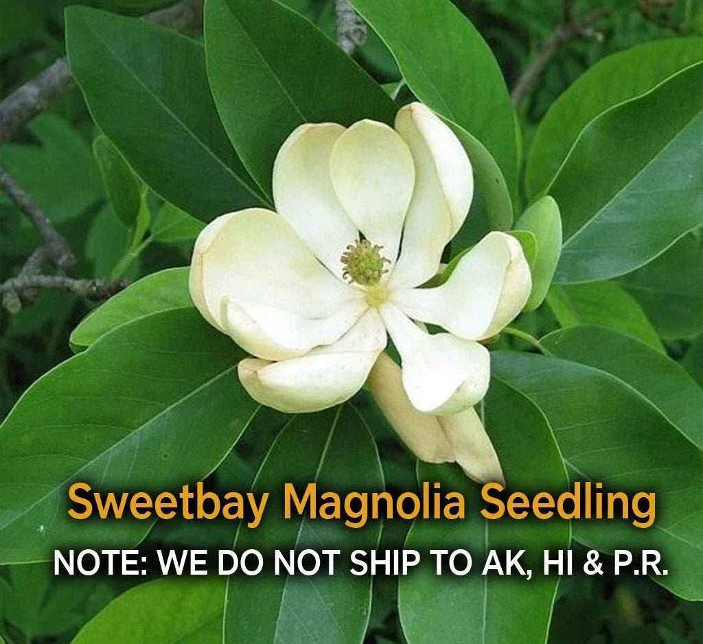 Sweetbay Magnolia Tree in Quart Pot, Hardy Fragrant Magnolia virginiana, Ornamental Shrub for Garden or Landscape