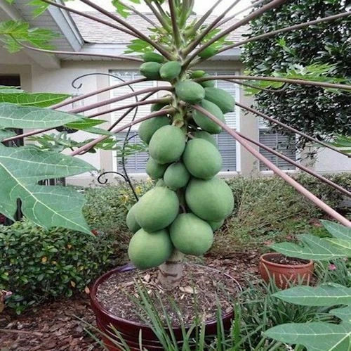 Solo Sunset Papaya Seeds – 25 Pack, Tropical Fruit, Carica papaya, Juicy, Sweet, Fast-Growing, Easy to Grow