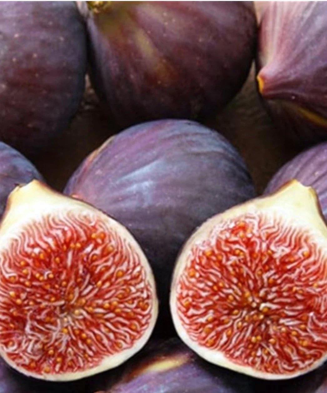 Turkish Fig Tree Cuttings - Bursa Siyahi Variety - Ficus carica - Propagation Kit for Garden or Orchard