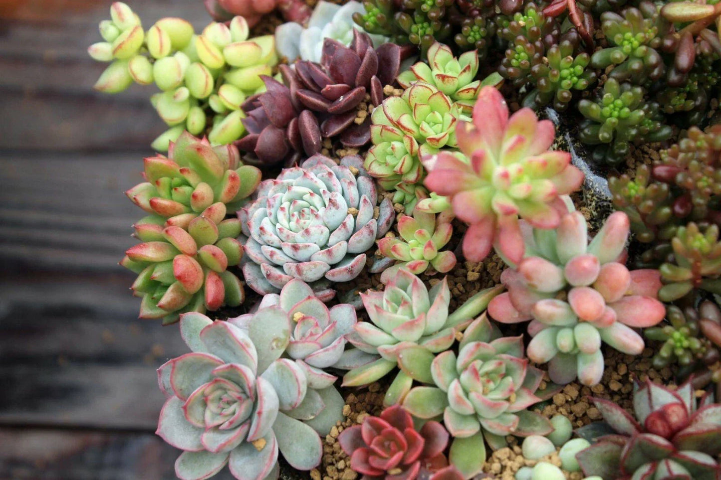Assorted Succulent Cuttings - 10 Varieties for Garden Decor & Indoor Planters - Easy Care Succulents - Echeveria, Sedum, Aloe