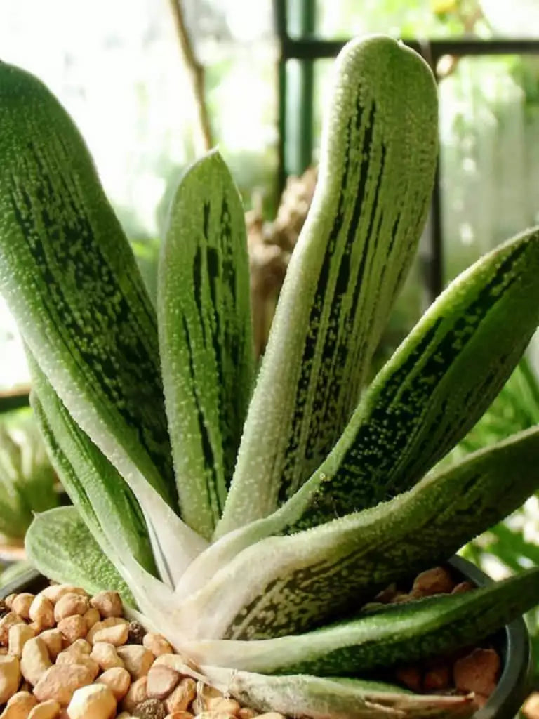 Gasteria 'Little Warty' Succulent Plant - 3" Rooted Greenery, Unique Warty Leaves, Indoor Hardy Succulent, Gasteria verrucosa