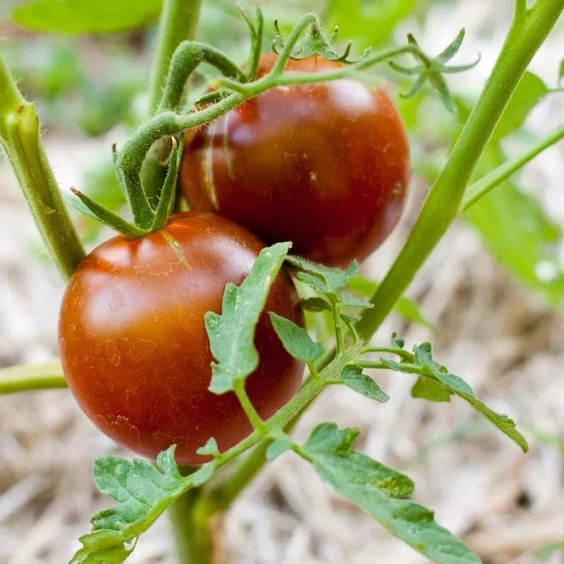 Black Prince Tomato Seeds - Heirloom, Non-GMO, 30 Seeds, Solanum lycopersicum, Juicy, Dark-Fruit, Container & Garden Plant