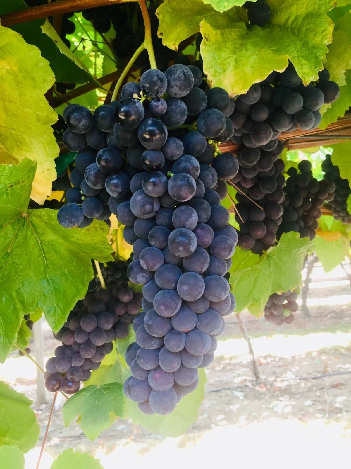 Thomcord Seedless Grape Cuttings – 5pcs Vitis vinifera × Vitis labrusca for Home Garden, Personal Vineyard, Juicy Fruit