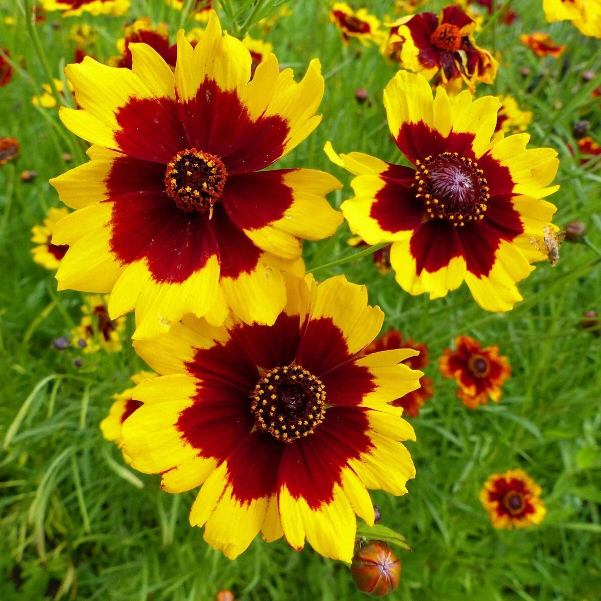 Plains Coreopsis Wildflower Seeds 1/4 Lb - Coreopsis tinctoria - Native Pollinator Attracting Seeds for Wildflower Gardens