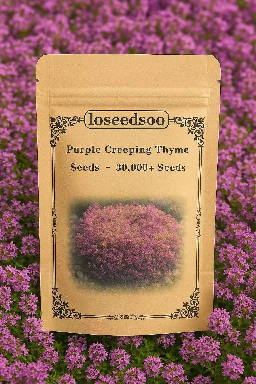 Creeping Thyme Seeds - 30,000+ Purple Ground Cover Perennial - Thymus serpyllum, Non-GMO, Drought-Tolerant, Organic Garden Plant
