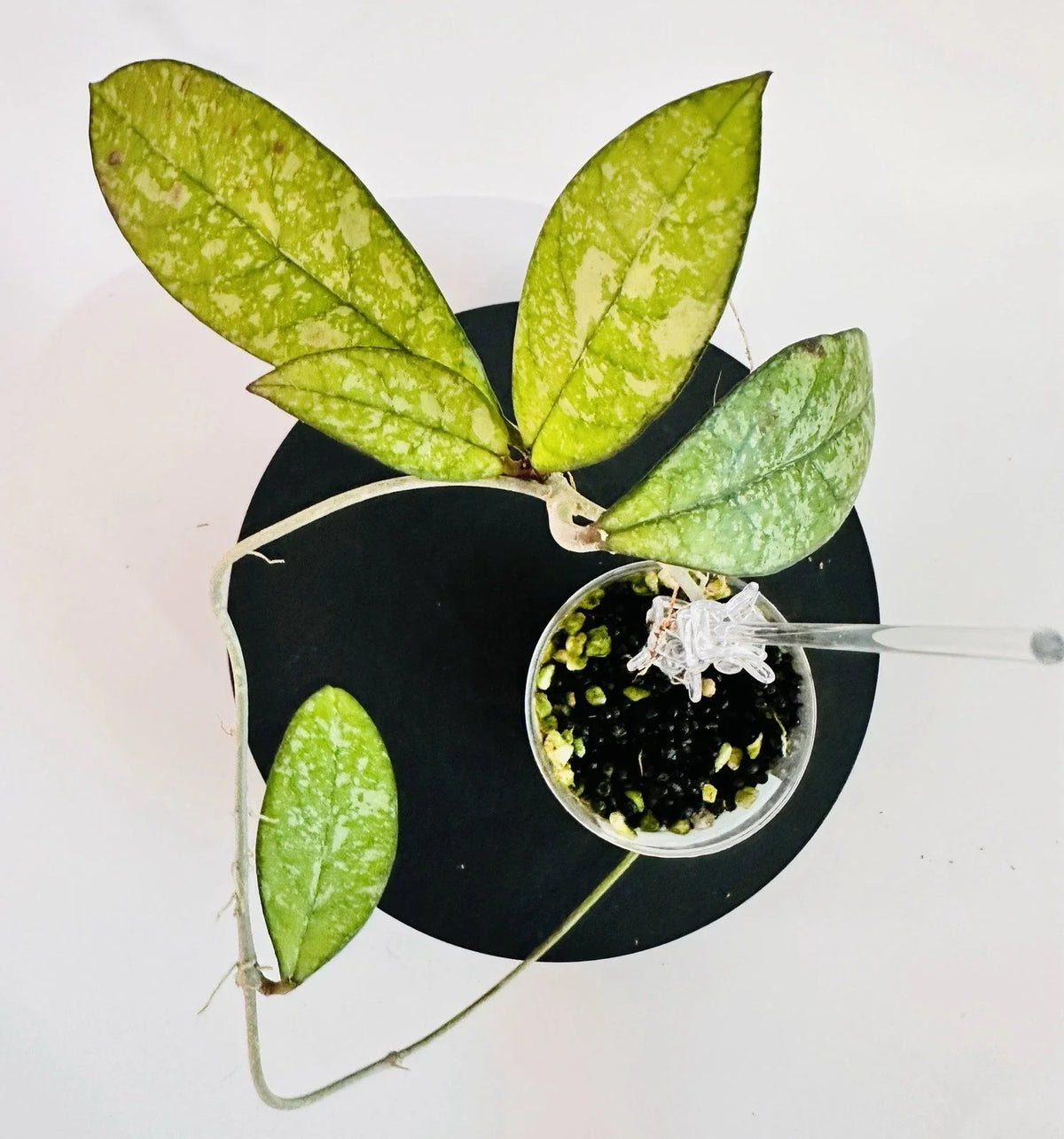Hoya Crassipetiolata Super Splash Variegated Houseplant Rooted Cutting, Trailing Vine, Exotic Indoor Plant