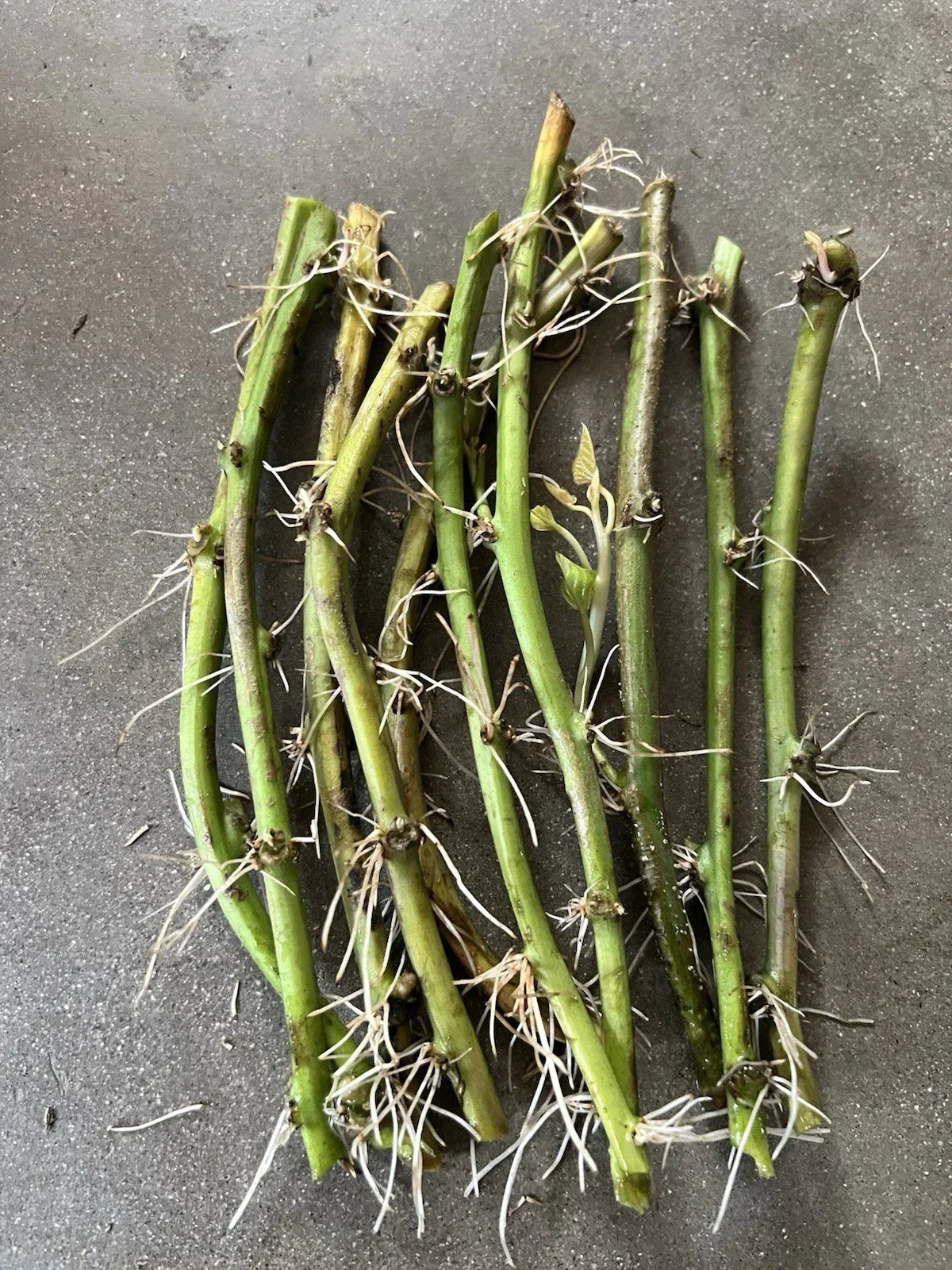 Rooted Sweet Potato Vines - 10 Ipomoea batatas Cuttings for Home Garden, Container, Raised Bed