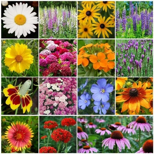 Perennial Wildflower Mix Seeds - 15 Species Native Flower Seeds for Gardens & Pollinator Attracting