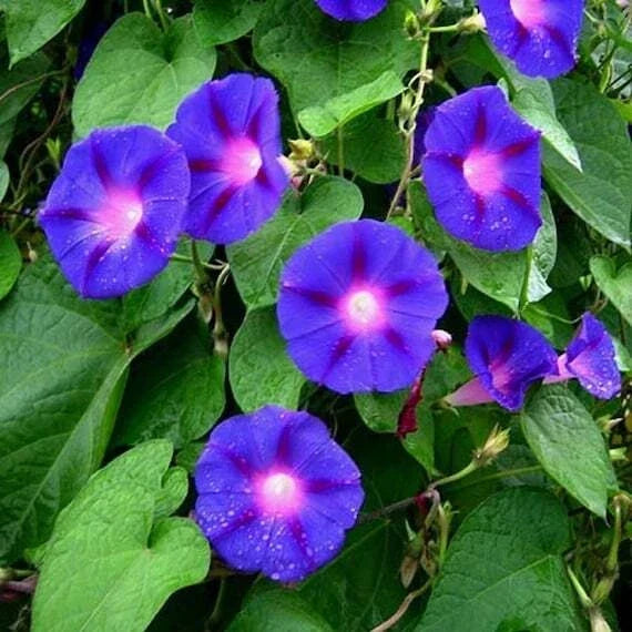 Morning Glory Seeds - 30+ Blue Star Variety - Ipomoea Tricolor Annual Flower Seeds for Garden, Fences, Trellises