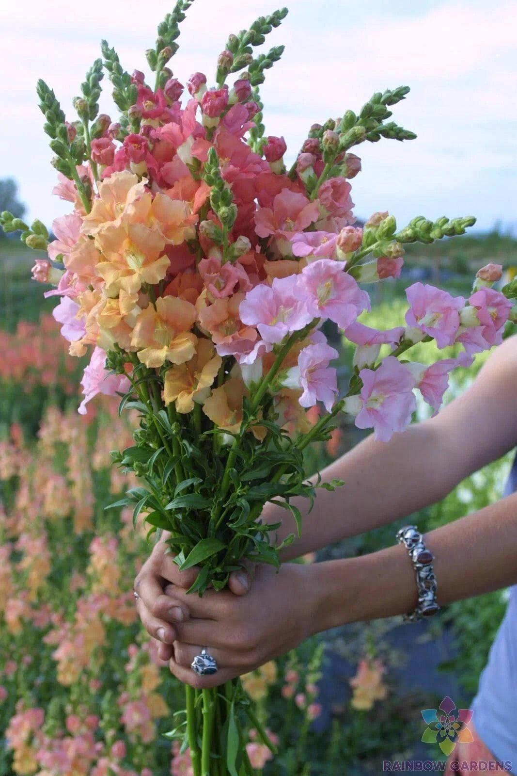 Chantilly Mix Snapdragon Seeds - 1000+ Antirrhinum majus Seeds for Garden