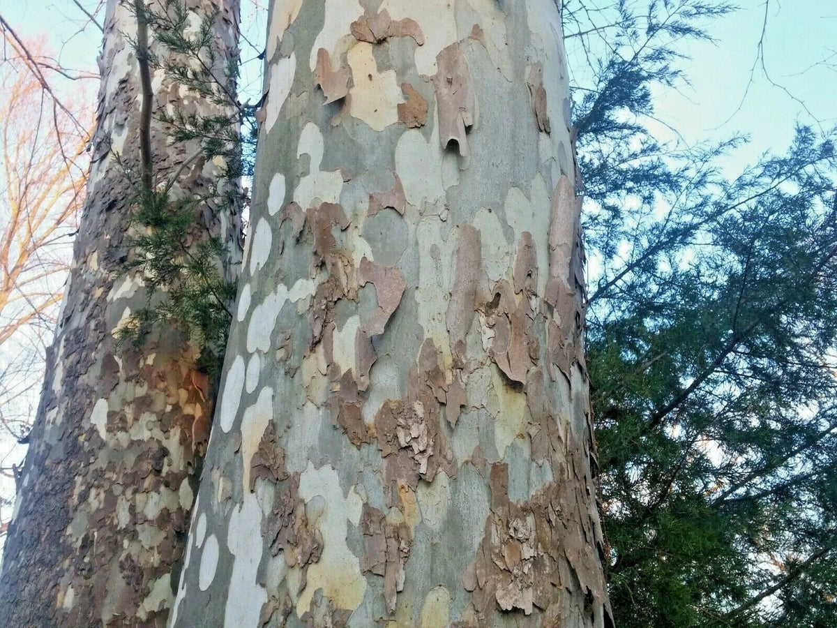 American Sycamore Seeds 150 Count Platanus occidentalis Tree for Landscaping and Garden