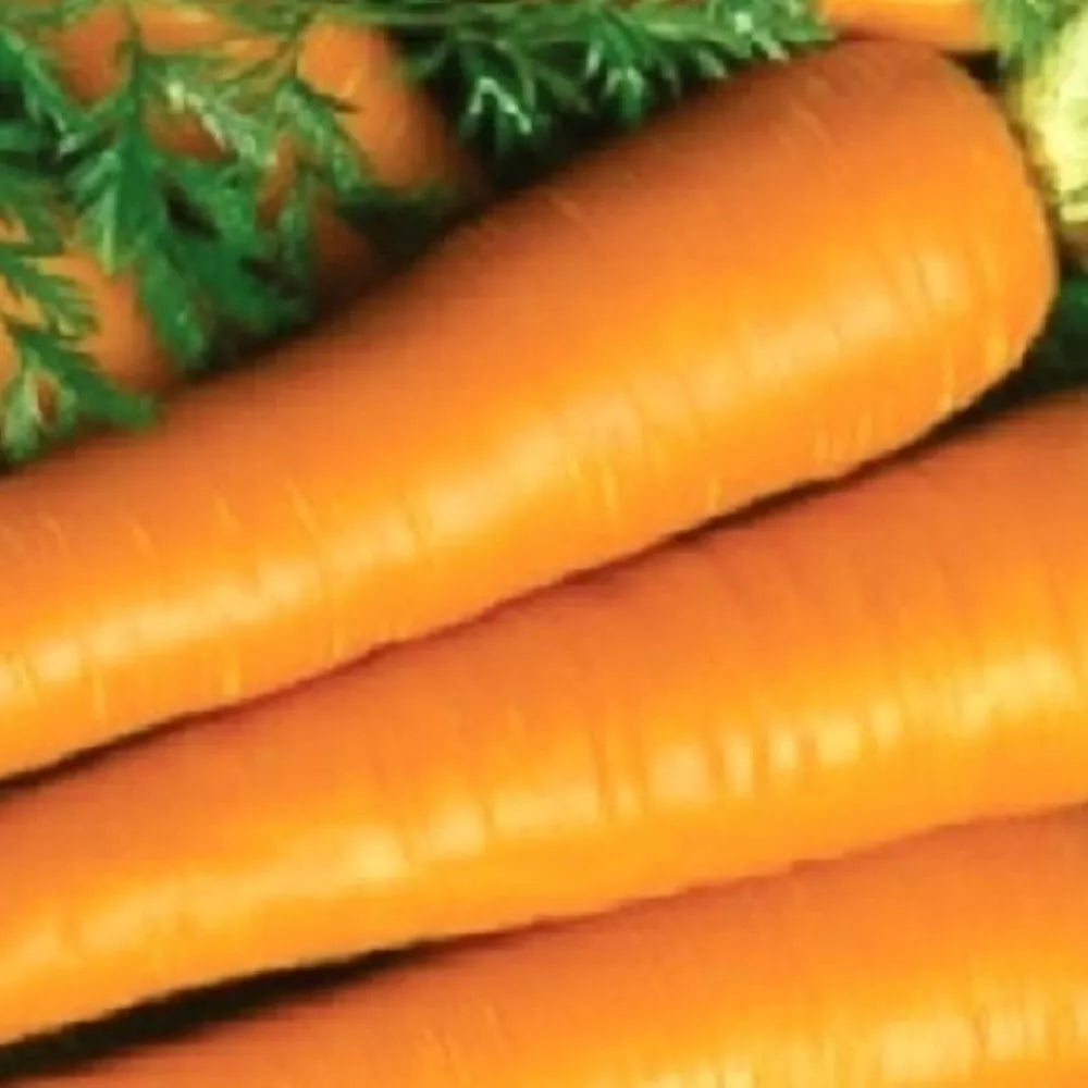 Imperator Carrot Seeds - Heirloom Non-GMO Daucus carota Garden Seeds for Fresh Harvest