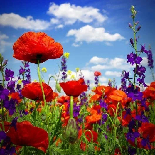 Hyssop & Red Corn Poppy Seed Mix – 600 Non-GMO Seeds for Vibrant Red & Blue Summer Blooms – Hyssopus officinalis & Papaver rhoeas