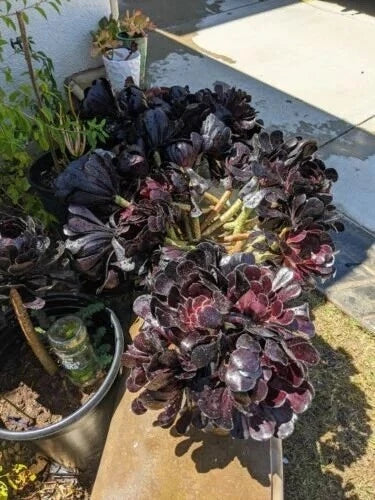 Black Rose Aeonium arboreum 'Schwarzkopf' Succulent Cuttings – 8-Inch Dark Purple to Black Foliage Plants for Home Decor