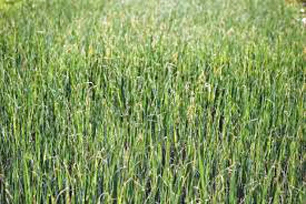 Alfalfa Sprout Seeds – 1000 Non-GMO Heirloom Medicago sativa for Home Sprouting & Fresh Salads