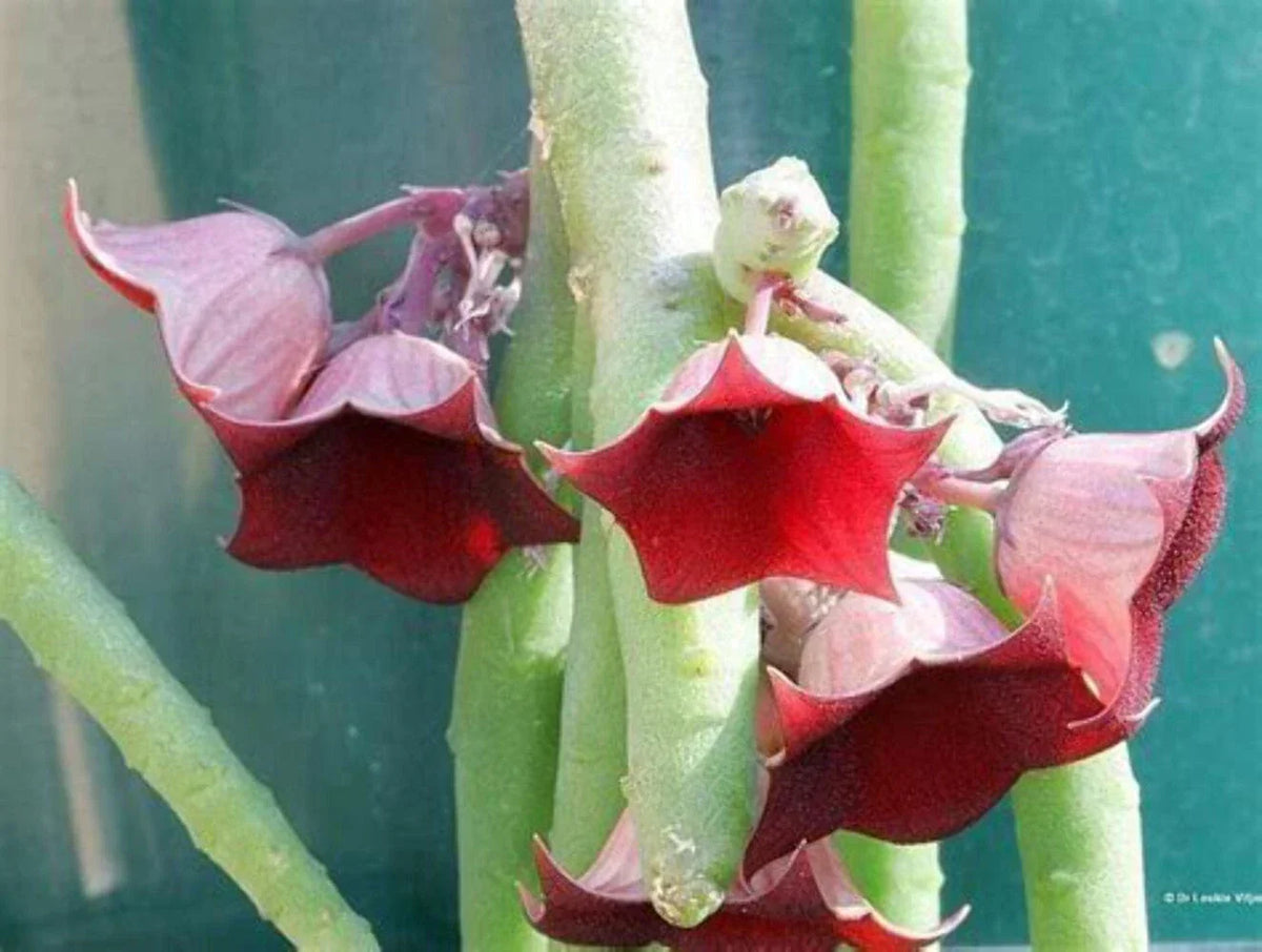Huernia Pendula Cutting - Bootlace Huernia Succulent Plant - 4-5 Inches - Star-Shaped Flowers - Indoor Outdoor Houseplant