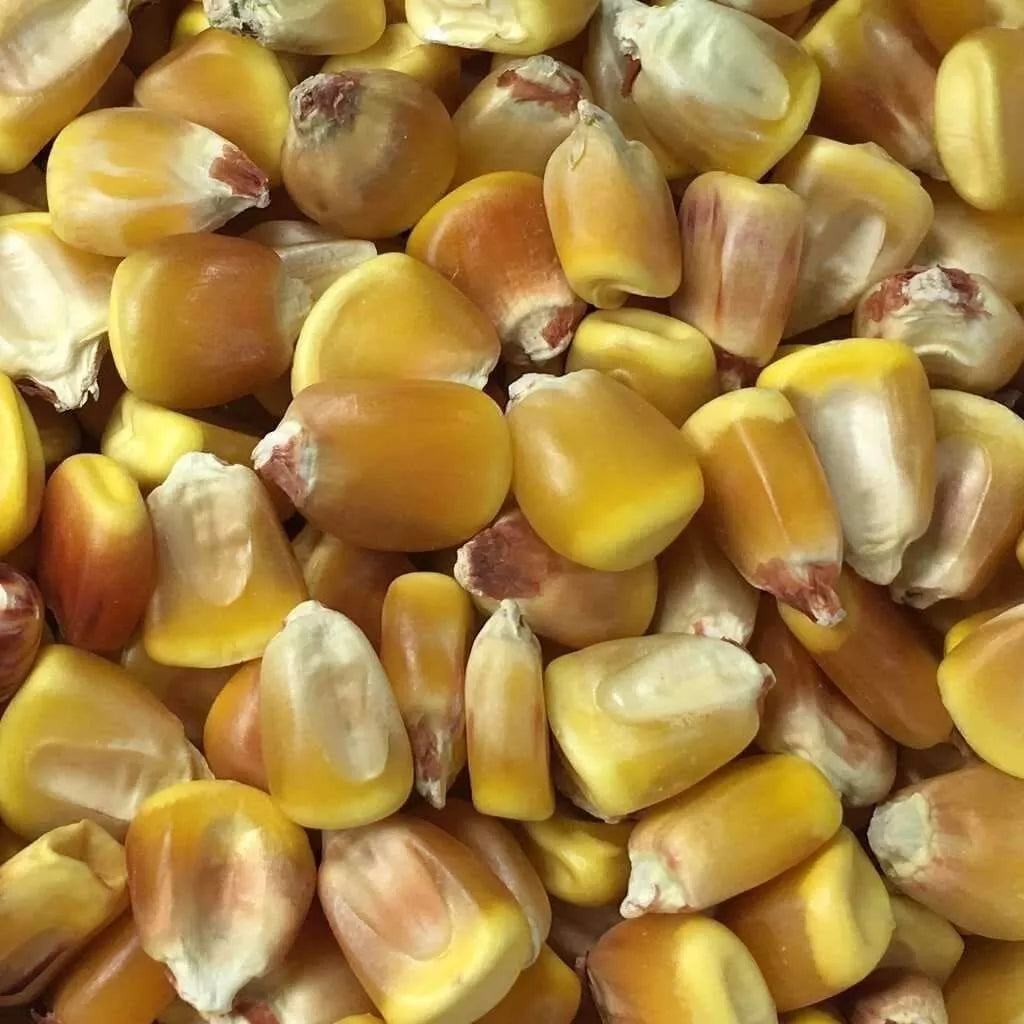 Yellow Corn Seeds for Planting, Non-GMO, 1280+ Zea mays, Garden Seeds for Home Gardening & Farming