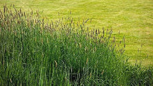 Timothy Grass Seeds, 2,000 Seeds, Climax Variety, Cover Crop for Deer & Wildlife Food Plots, Phleum pratense
