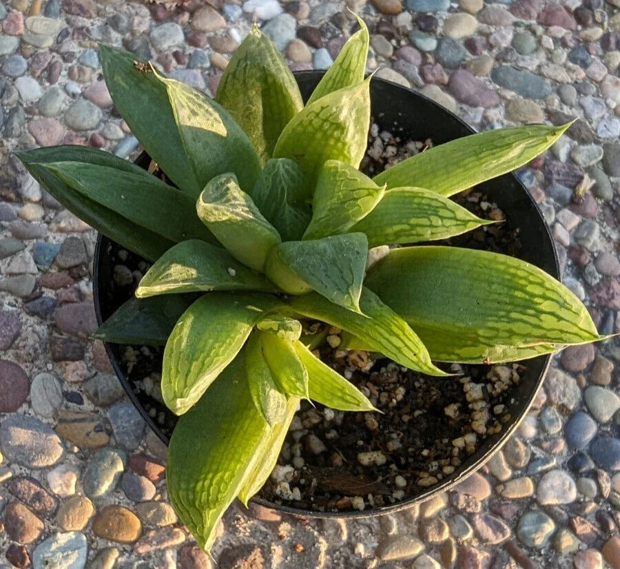 Haworthia Turgida Var. Longibracteata Succulent - 4" Potted Plant with Transparent Tips - Rare Indoor Plant