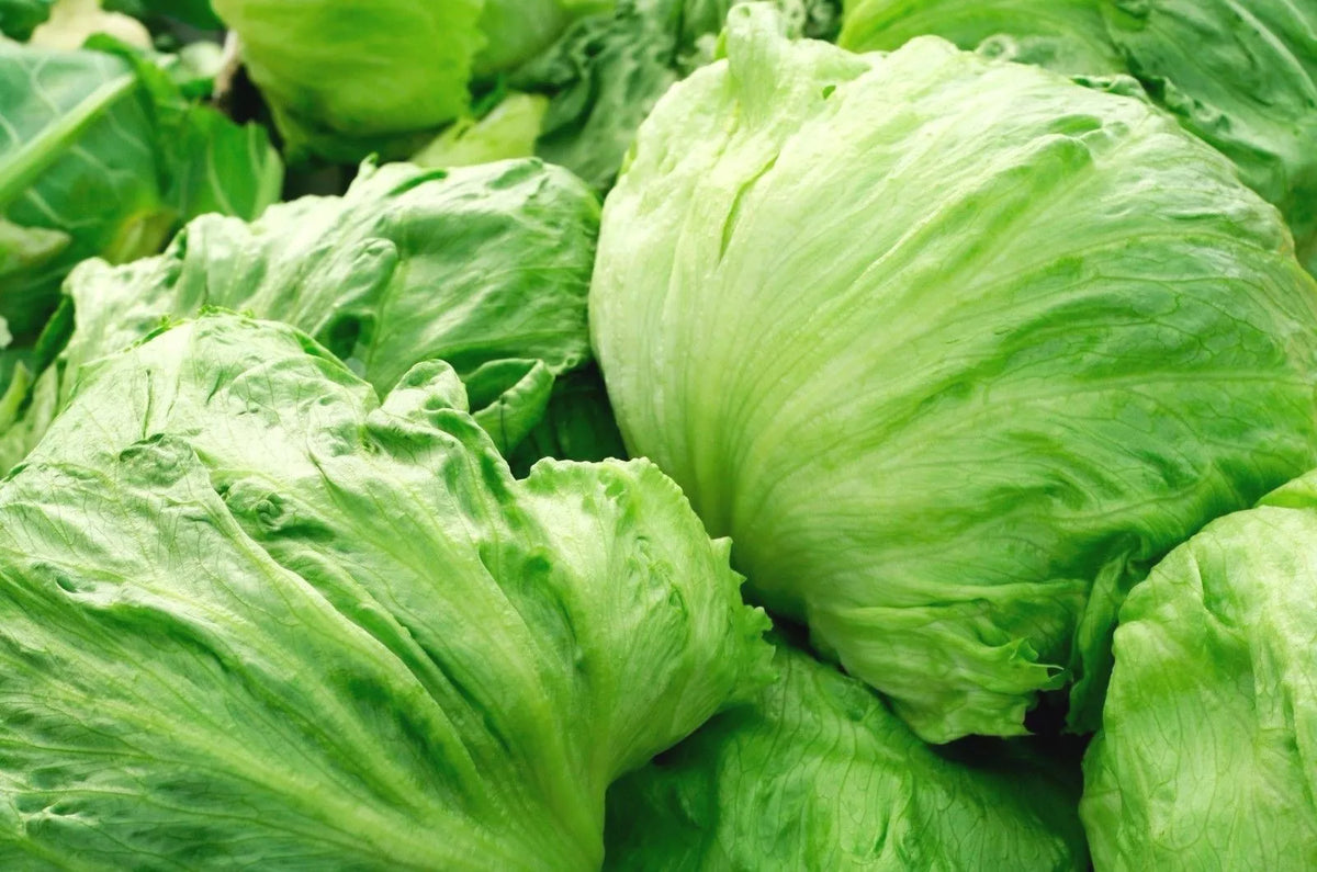 Iceberg Lettuce Seeds - Crisphead Variety, NON-GMO, for Garden Salads, Compact Growth, Lactuca sativa