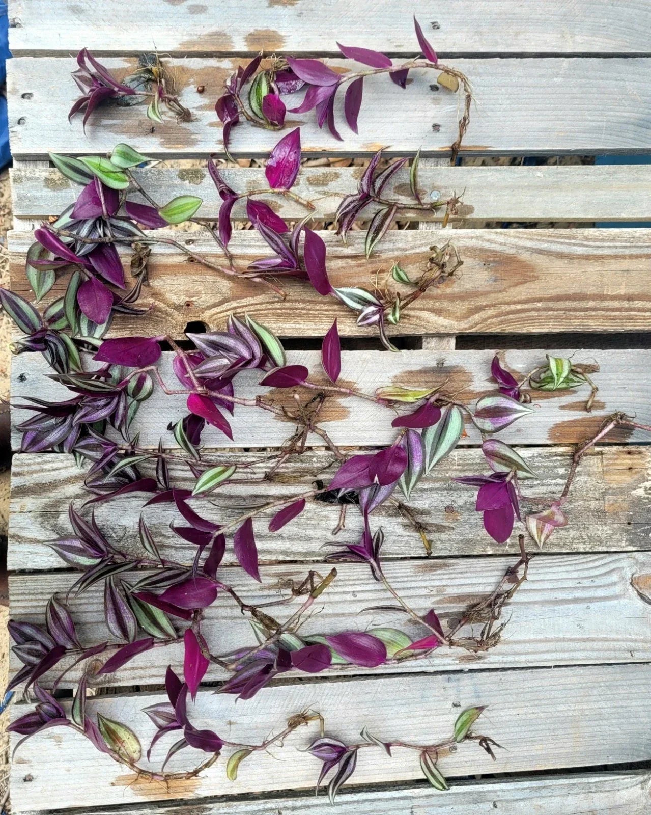 Wandering Jew Cuttings 12 Fully Rooted Tradescantia zebrina Indoor Outdoor Plant Trailing Green Purple Foliage