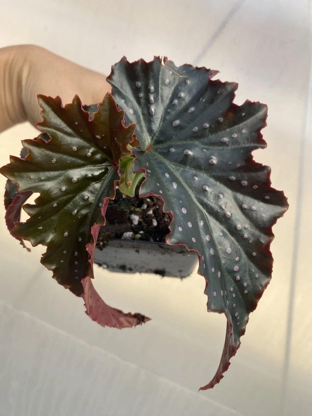 Fannie Moser Begonia Live Houseplant - Rare Dark Leaf Indoor Plant - Rooted Bare Root