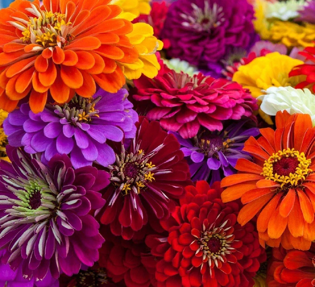 California Giant Zinnia Flower Seeds – Non-GMO, Vibrant Colors, Zinnia elegans, Annual Garden Seeds, Easy to Grow, Butterfly Attracting