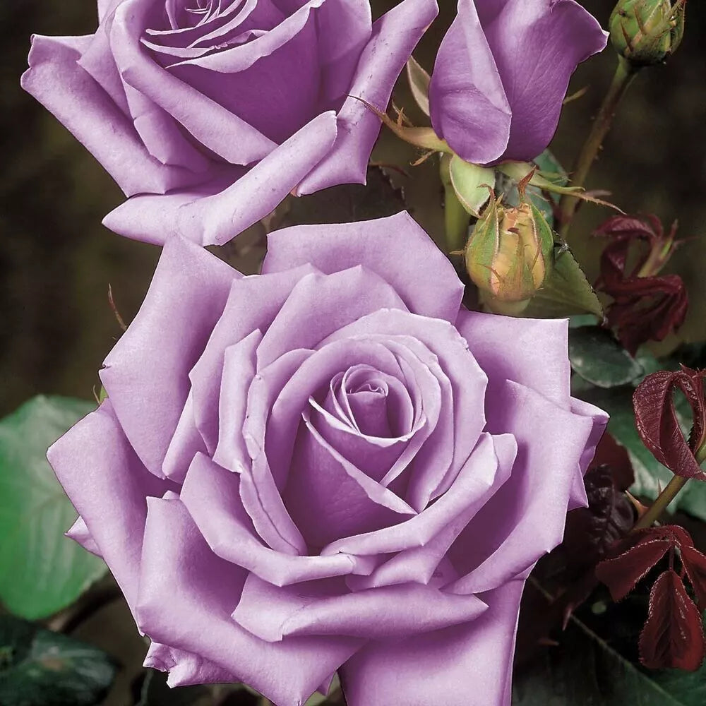 Rose Bush Cuttings - 3 Unrooted 6" Blue Girl Rosa 'Blue Girl' Shrub Flower Plant