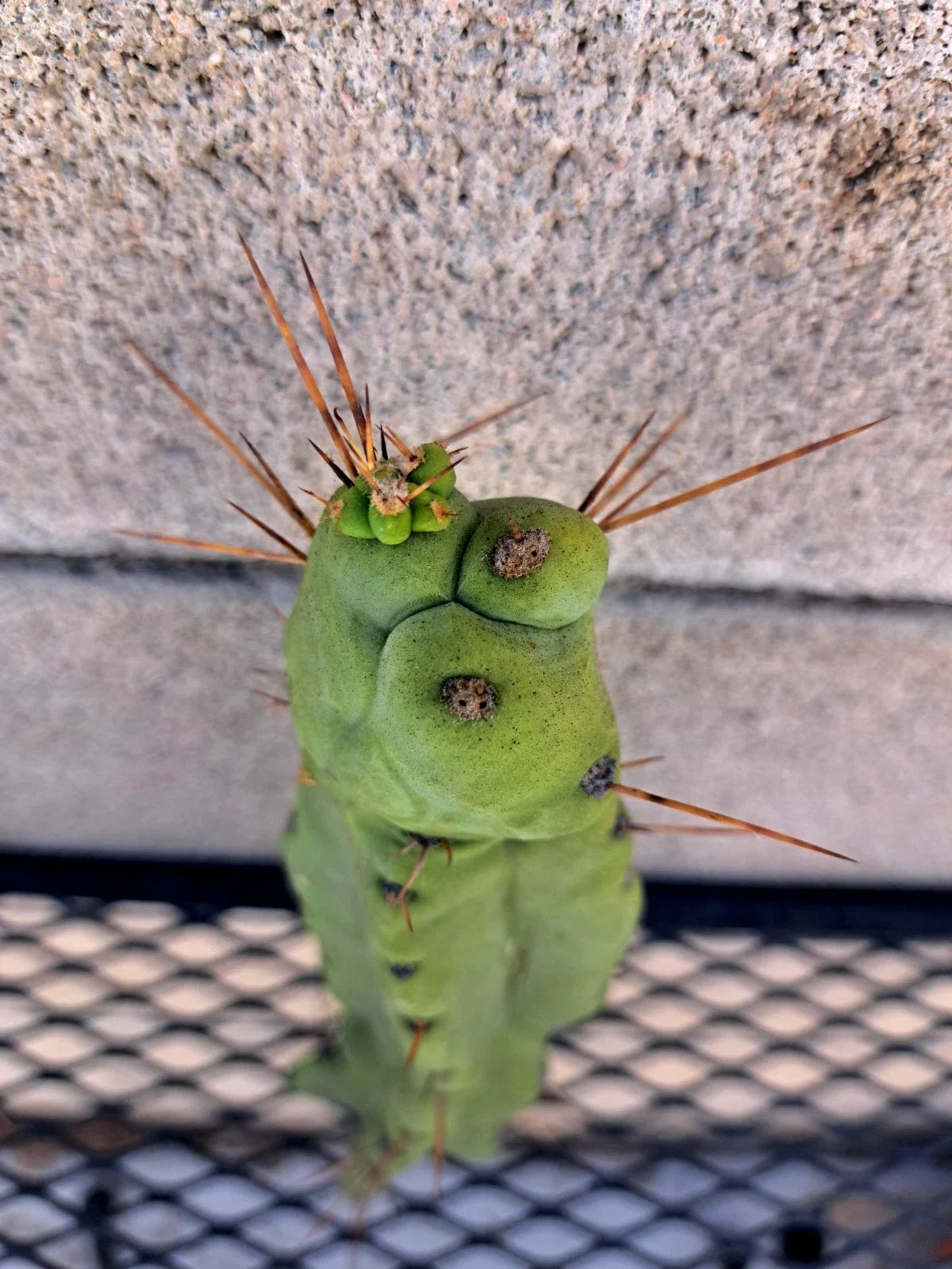 Cereus peruvianus Cactus Cutting - 12-18 Inches, Unique Succulent, Drought-Resistant, Indoor & Outdoor Plant