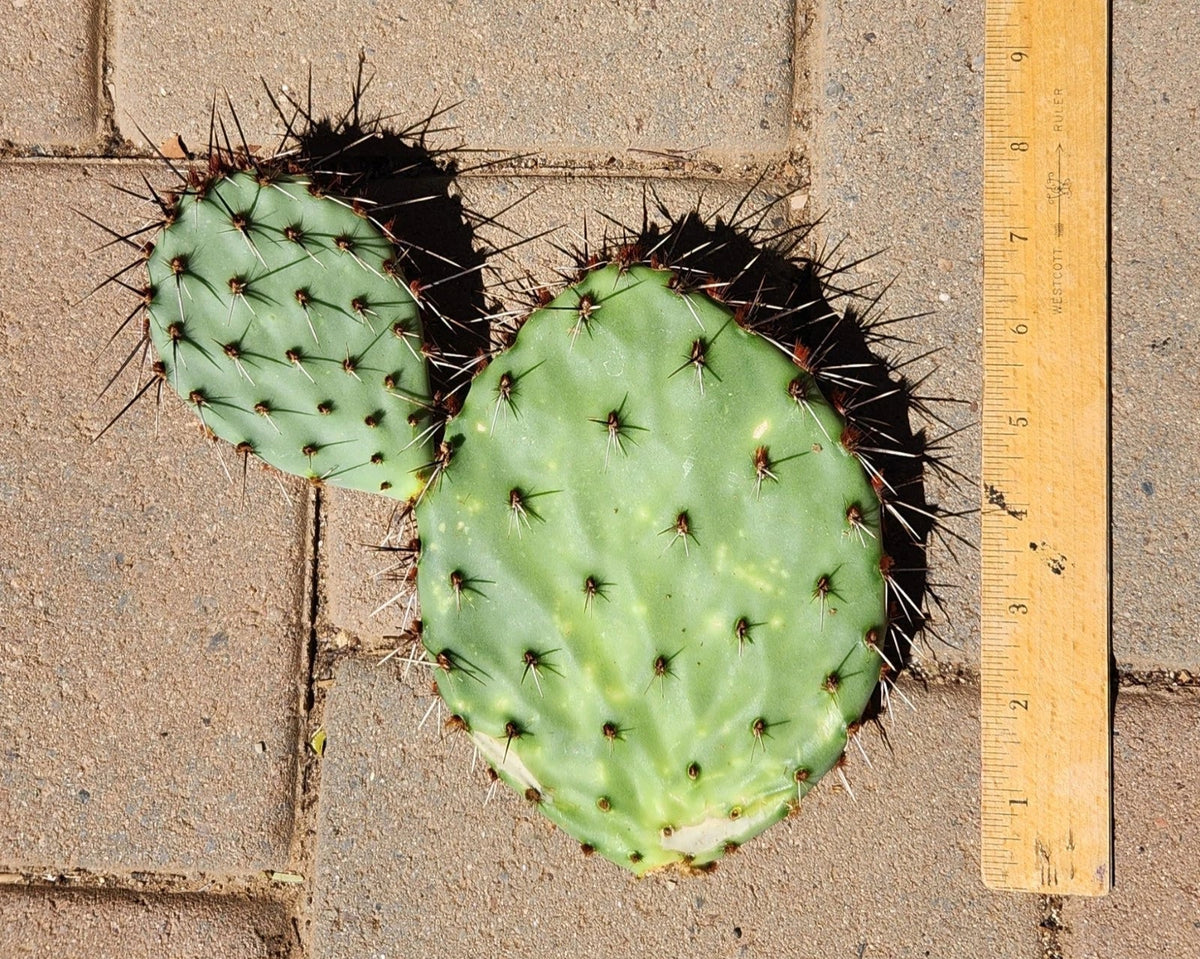 Opuntia Prickly Pear Cactus Pad Cutting - Pandale Texas Variety - Live Succulent Plant Segment for Xeriscaping and Indoor Gardens