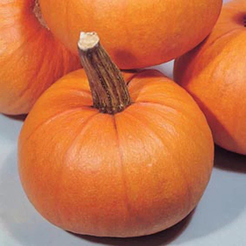 Small Sugar Pumpkin Seeds - Heirloom Cucurbita pepo for Planting, Vining, Full Sun, 25 Seeds Packet