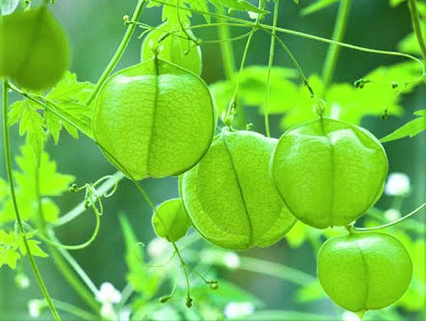 Love in the Puff Seeds - 10 Pack - Edible Climbing Vine with Heart-Shaped Pods - Cardiospermum halicacabum
