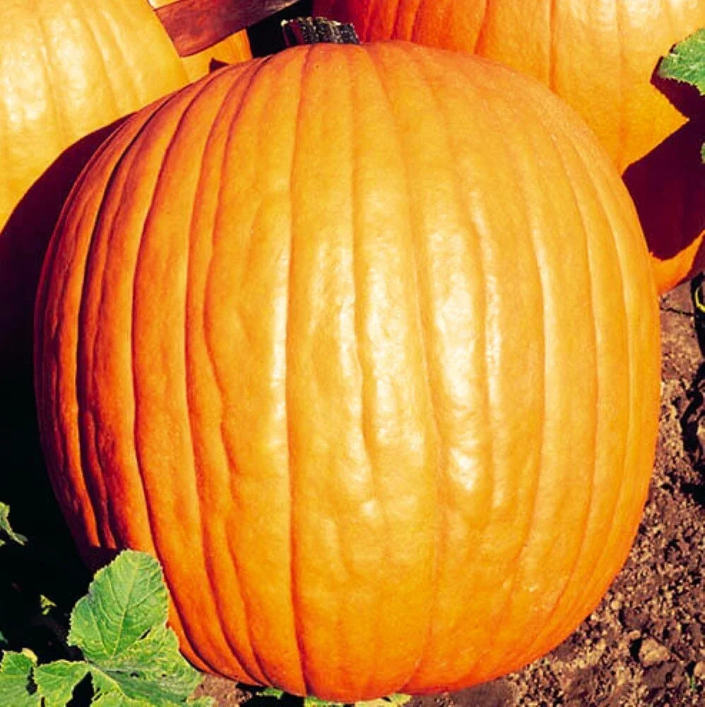 Howden Pumpkin Seeds | Non-GMO Heirloom Cucurbita pepo for Gardening & Culinary Use