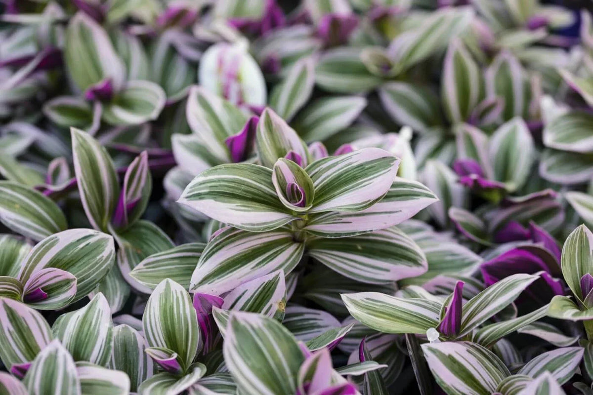 Pink Wandering Jew Cuttings 6" Tradescantia Nanouk Indoor Houseplant, Vibrant Pink and Green Foliage