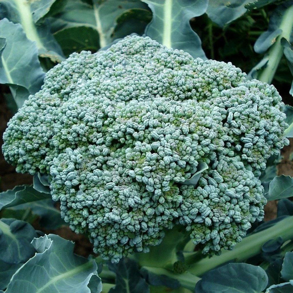 Waltham 29 Broccoli Seeds, Non-GMO, High Yield, Easy to Grow, Brassica oleracea var. italica, Vegetable Seeds