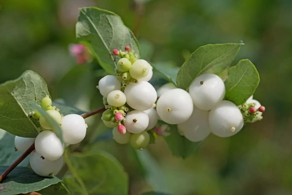 Snowberry Bush Seedlings - Symphoricarpos Albus - Hardy Shrubs for Planting