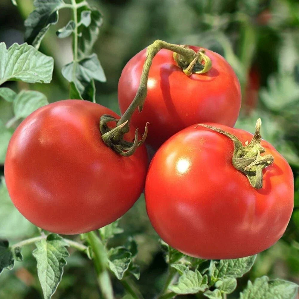 Homestead Tomato Seeds – Heirloom, Non-GMO, Organic, Drought Resistant, Solanum lycopersicum, Home Garden, Container Planting