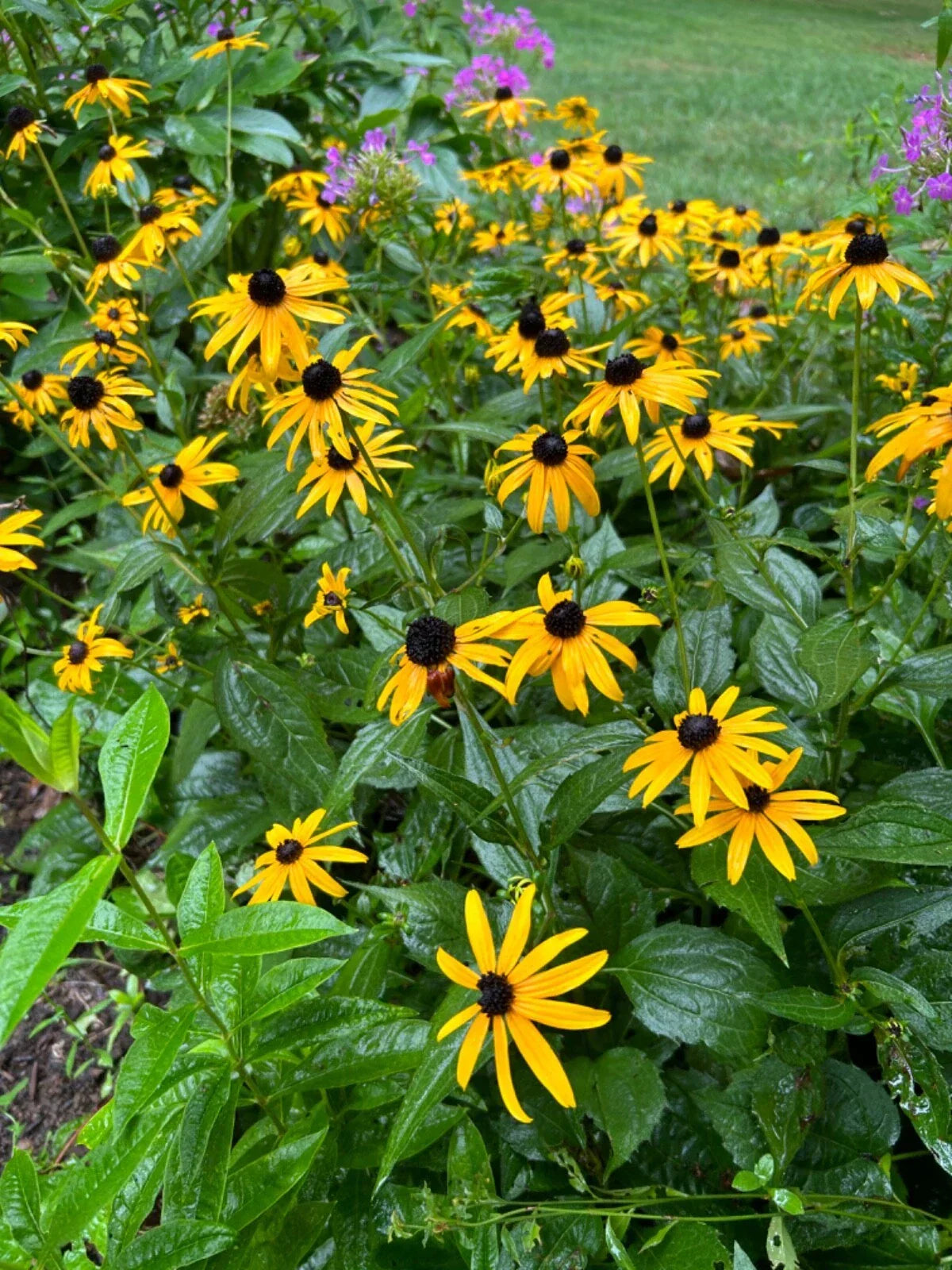 Black-Eyed Susan Plants - 12 Organic Bare Root Plugs - Rudbeckia hirta Perennial