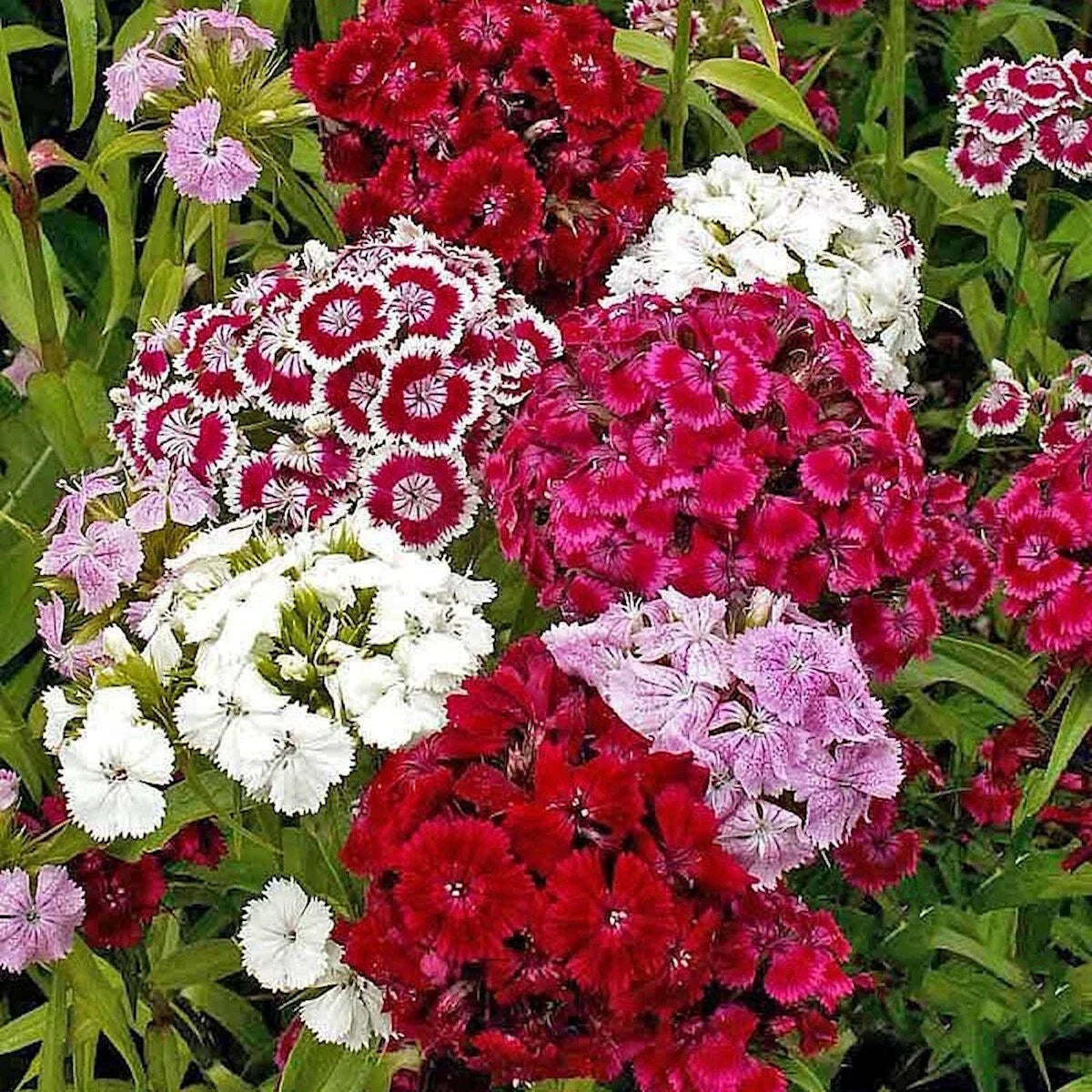 Sweet William Wildflower Seeds 1/4 Lb - Dianthus barbatus - Pollinator Attracting, Garden, Meadow, Non-GMO