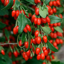 Live Fruiting Goji Berry Plant - 3+ Year Mature Wolfberry Bush - Well Rooted (Lycium barbarum)