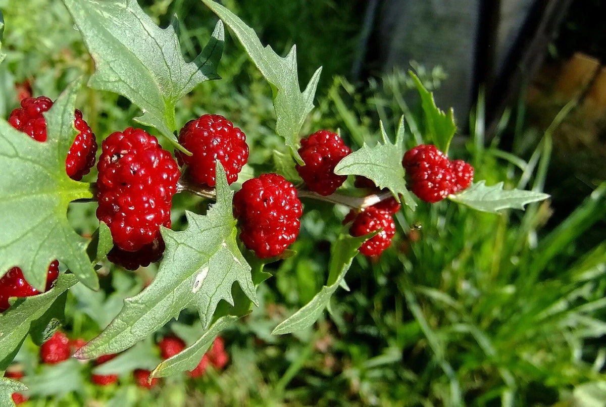 Strawberry Spinach Seeds - 150 Pack - Edible Leaves & Bright Red Berries - Chenopodium foliosum - Heirloom Vegetable Garden Seeds