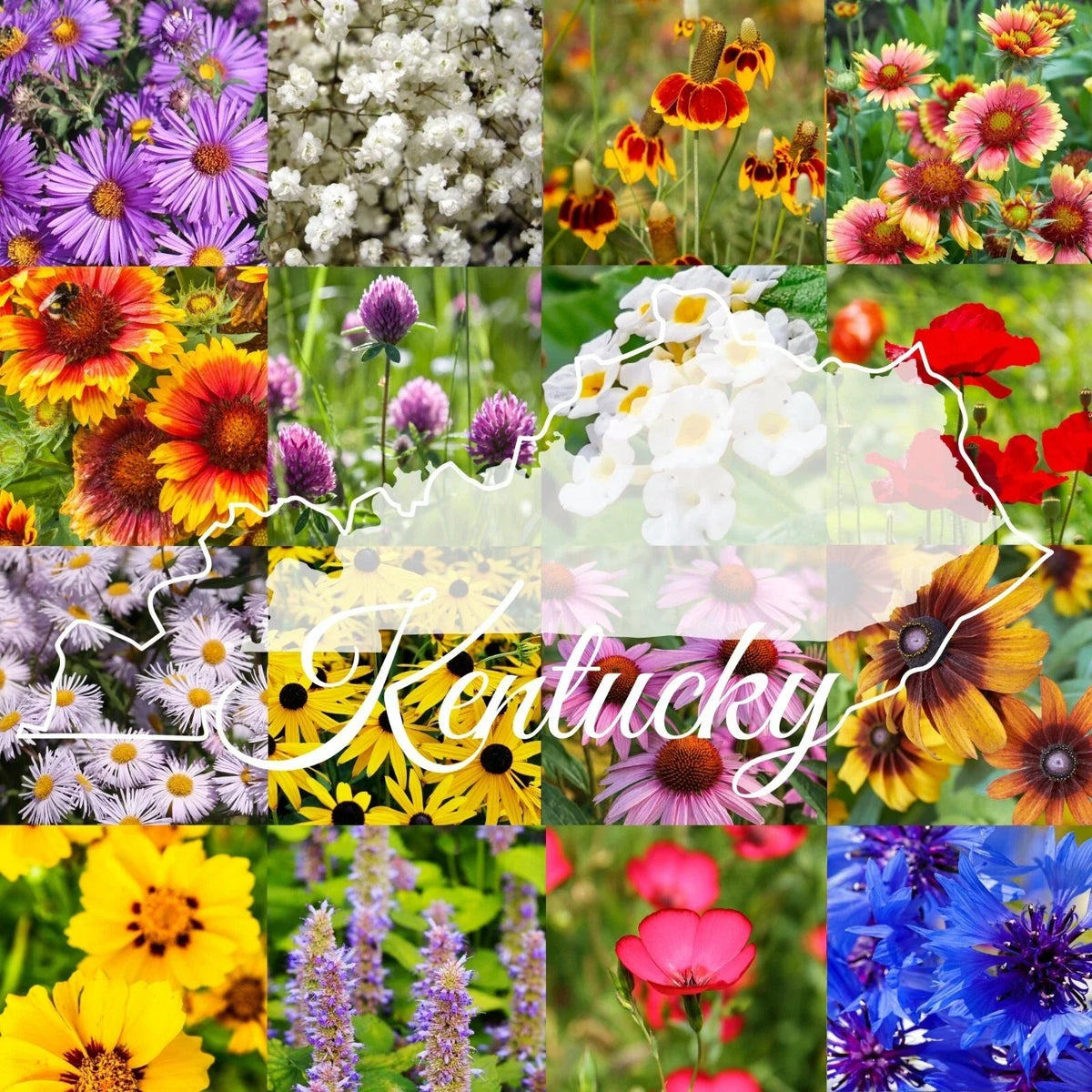 Kentucky Wildflower Seed Mix 1/4LB Bulk for 2000 sq ft Native Wildflowers, Pollinator Attracting, Non-GMO