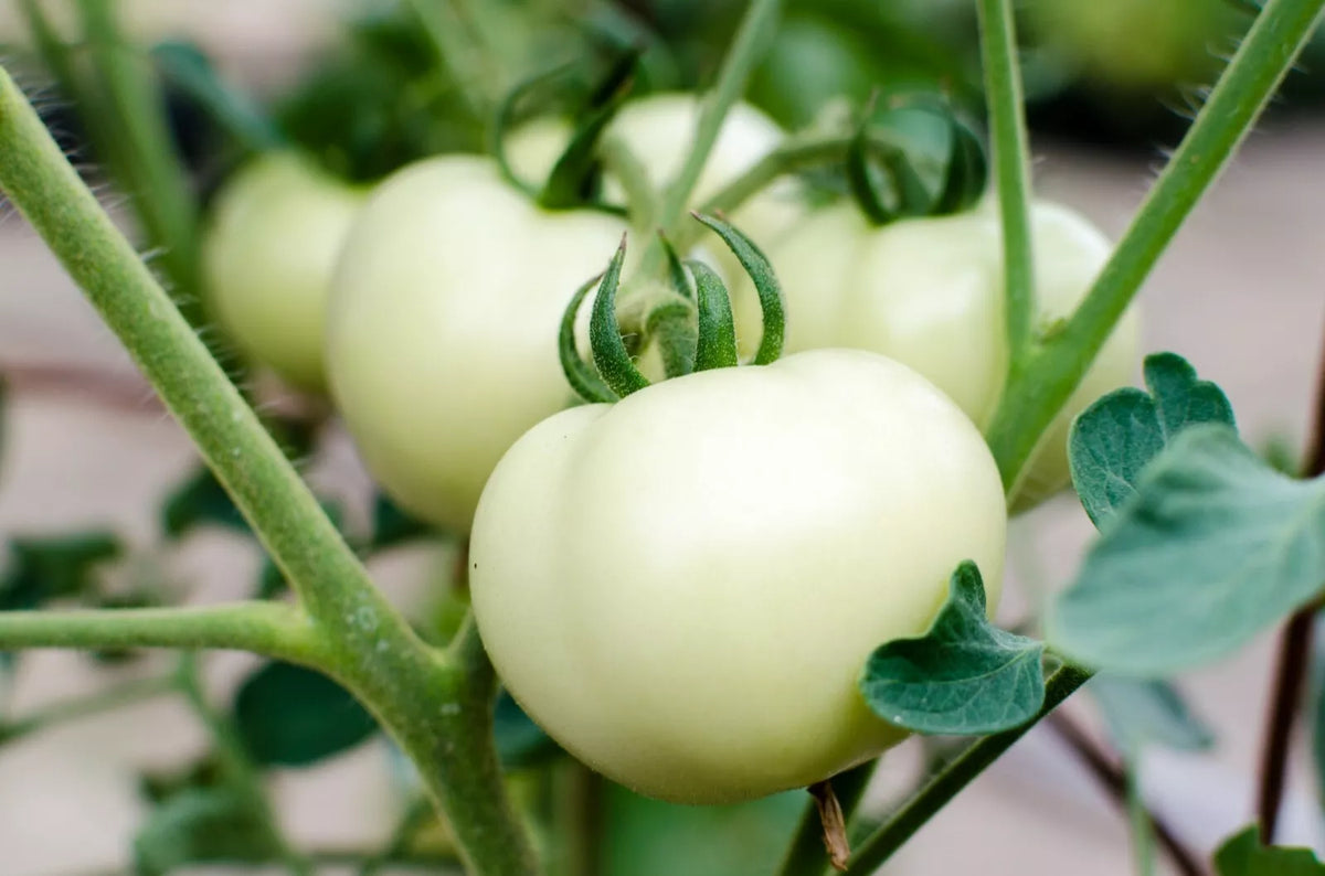 Great White Tomato Seeds – Non-GMO Organic Beefsteak Variety, 50 Seeds, Solanum lycopersicum, Juicy White Tomatoes