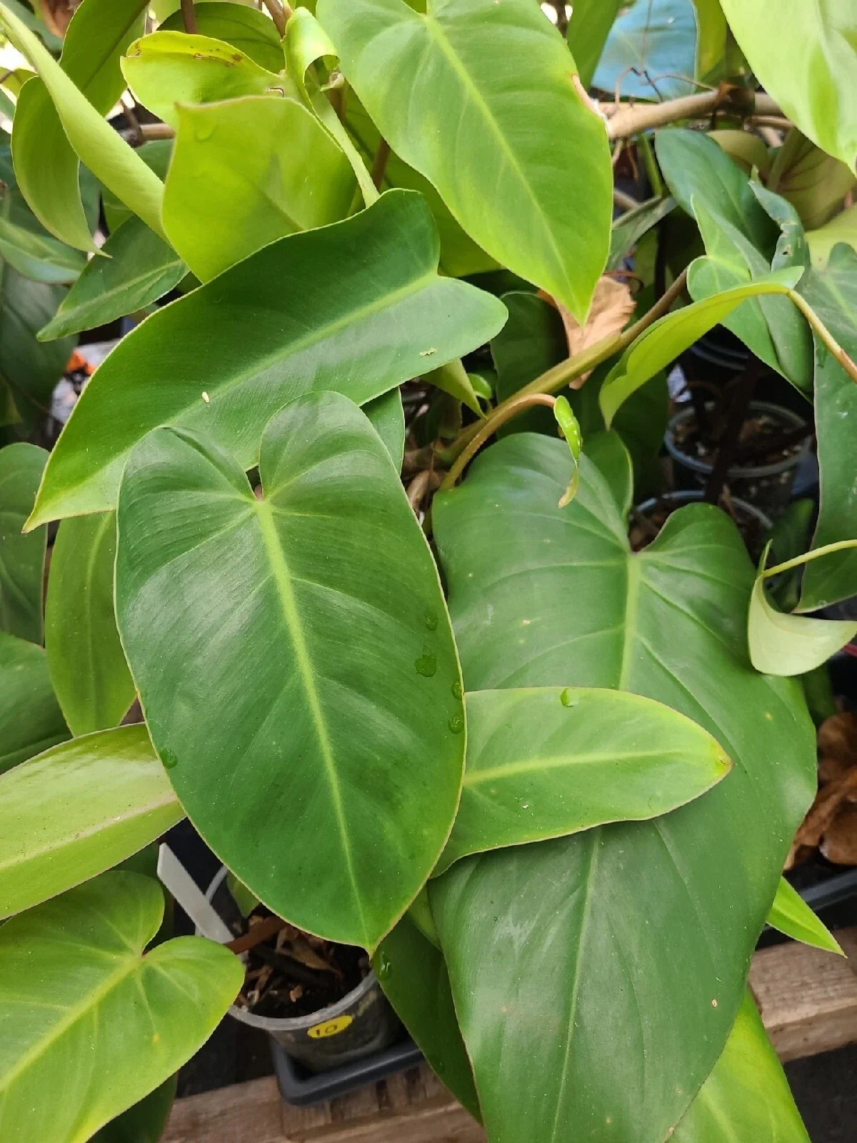 Philodendron Green Emerald Cutting 7-10 Inches Indoor Houseplant, Philodendron hederaceum, Easy Care, Propagation Plant