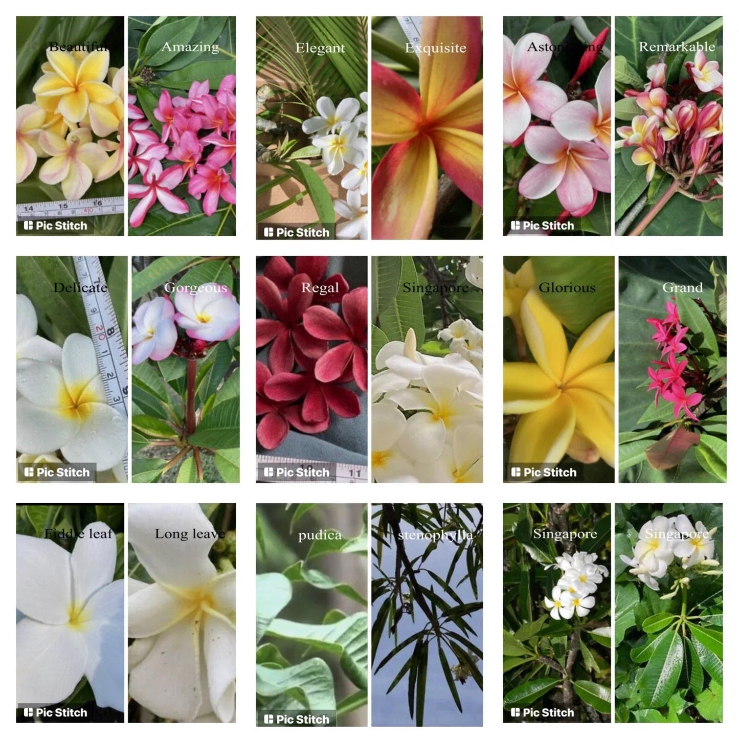 Plumeria Cutting - 12-18 Inch Hawaiian Grown Frangipani Variety - Temple Tree for Gardens & Landscapes