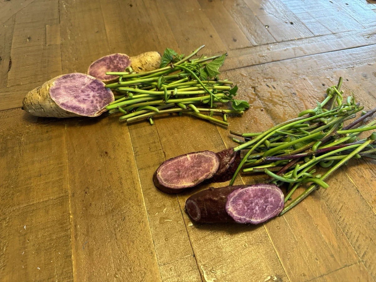 Sweet Potato Slip Cuttings – Molokai & Okinawa Varieties – Purple Ipomoea batatas – Non-GMO, Home Garden, Container Planting