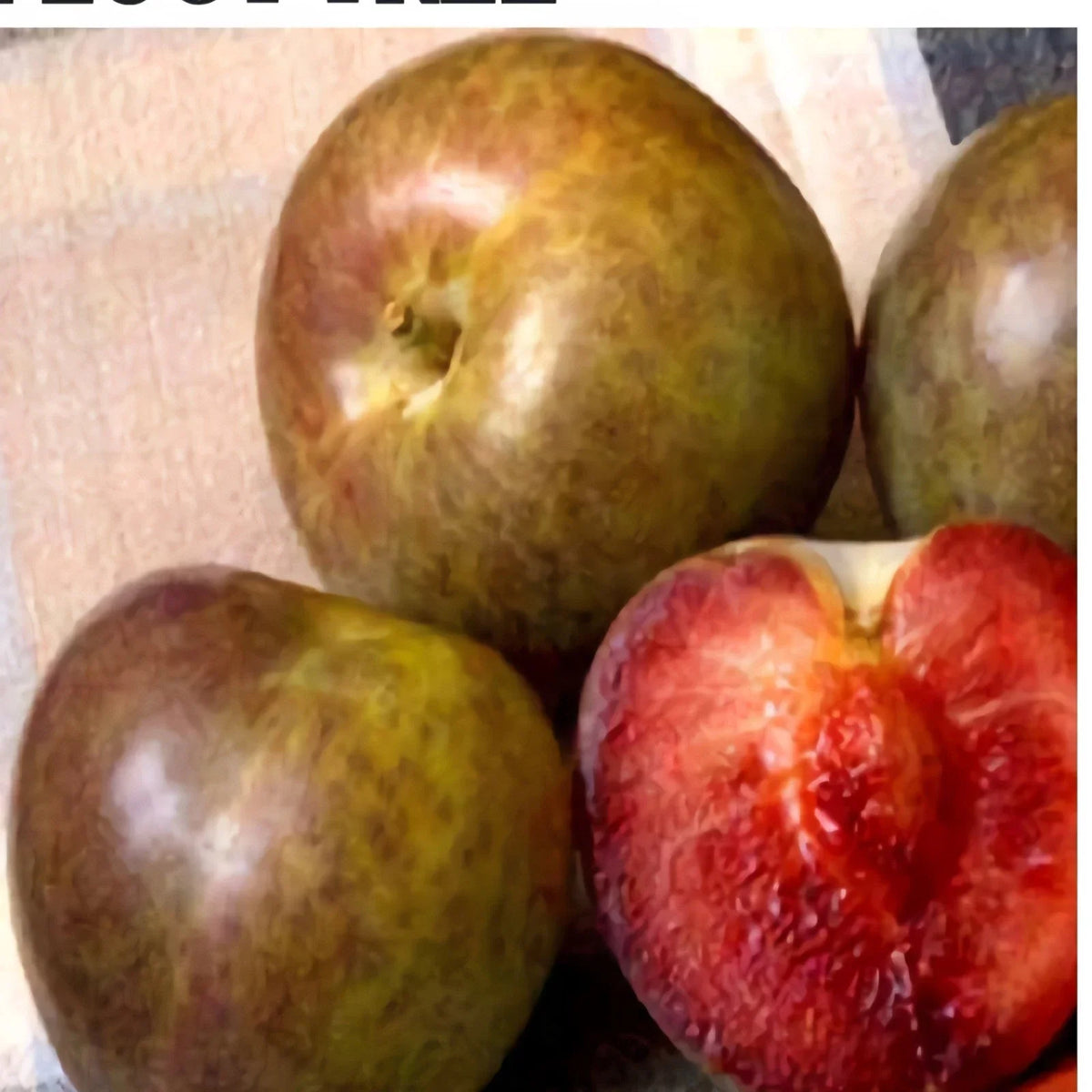 Flavor Supreme Pluot Tree Live Plant, 1/2" Trunk, Prunus domestica x Prunus armeniaca, Fruit Tree for Garden or Patio