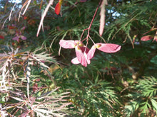 Tamukeama Japanese Maple Tree Seeds - 20 Seeds - Acer palmatum 'Tamukeama' - Ornamental, Drought-Tolerant, Hardy