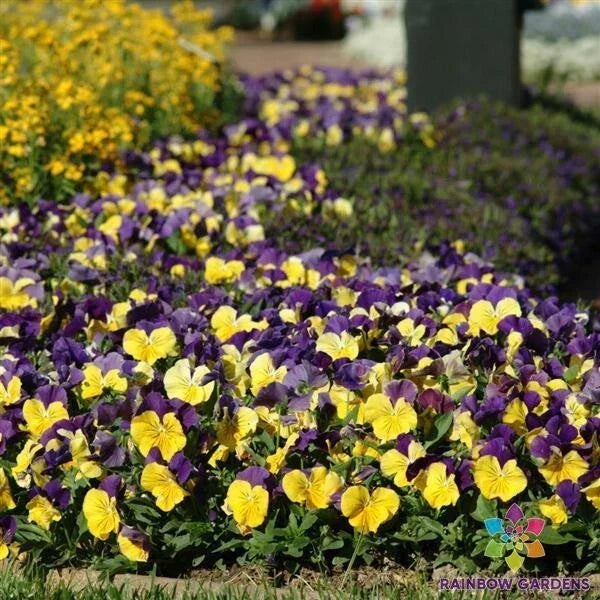 Matrix Morpheus Pansy Seeds - 200+ Count Viola Variety for Garden Planting - USA Sourced